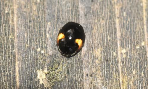 Adalia decempunctata